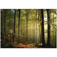 FOTOTAPETE Wald Bäume Grün 250x175 cm - Multicolor, Papier (250/175cm) - Wallarena