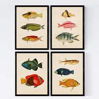 POSTER Set mit 4 Molukken 11 verschiedenen Fischen A4 Rahmenlos - Klar, Papier (29.7/3cm) - Nacnic