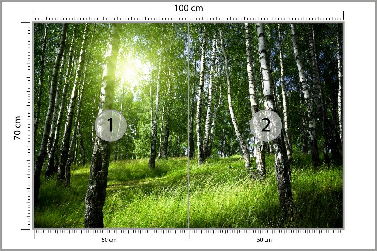 FOTOTAPETE für Wohnzimmer Grüner Birkenwald Gras Sonne Natur 100x70 - Schwarz/Weiß, Papier (100/70cm) - Muralo