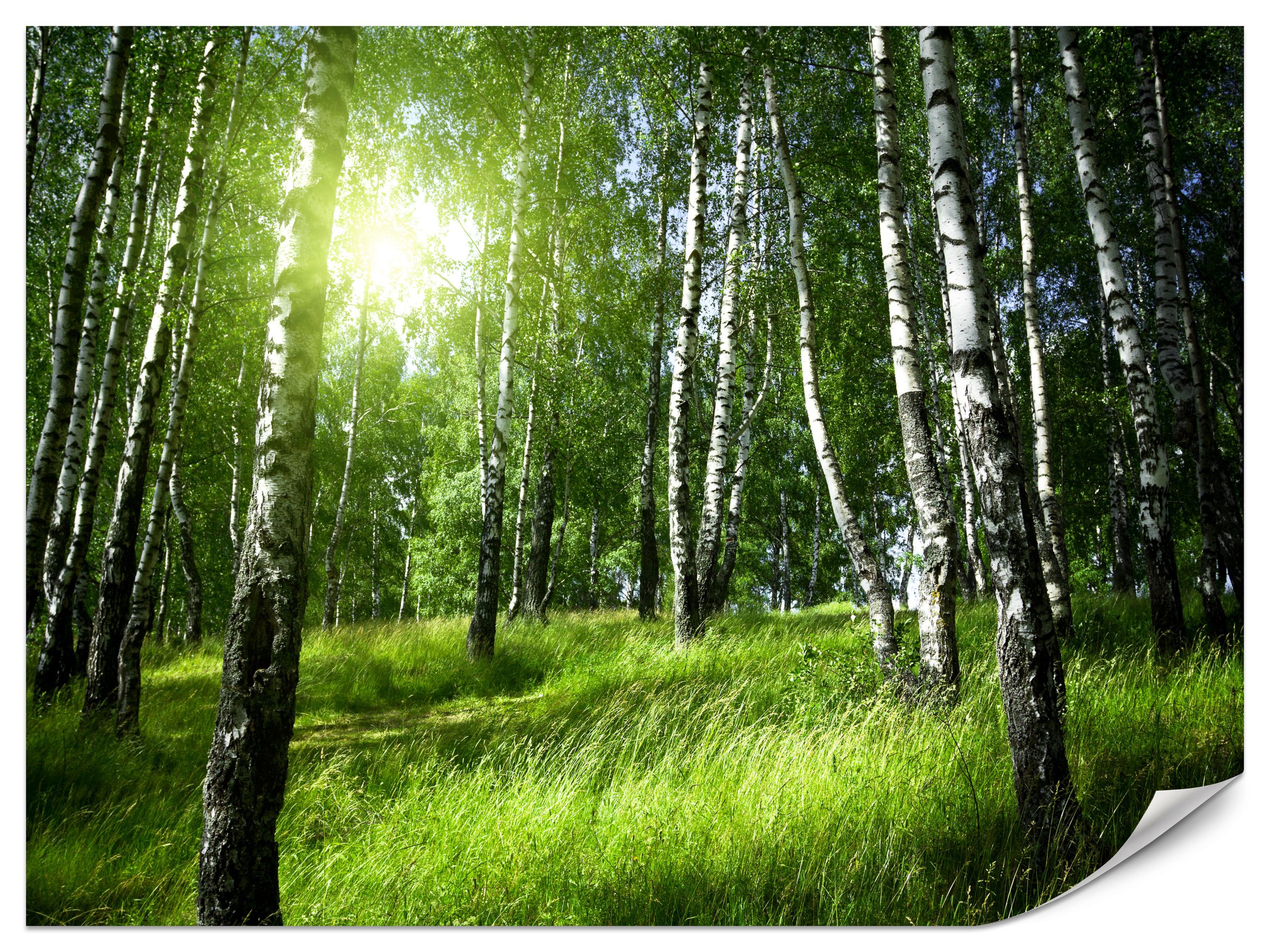FOTOTAPETE für Wohnzimmer Grüner Birkenwald Gras Sonne Natur 400x280 - Schwarz/Weiß, Papier (400/280cm) - Muralo