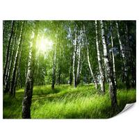 FOTOTAPETE für Wohnzimmer Grüner Birkenwald Gras Sonne Natur 400x280 - Schwarz/Weiß, Papier (400/280cm) - Muralo