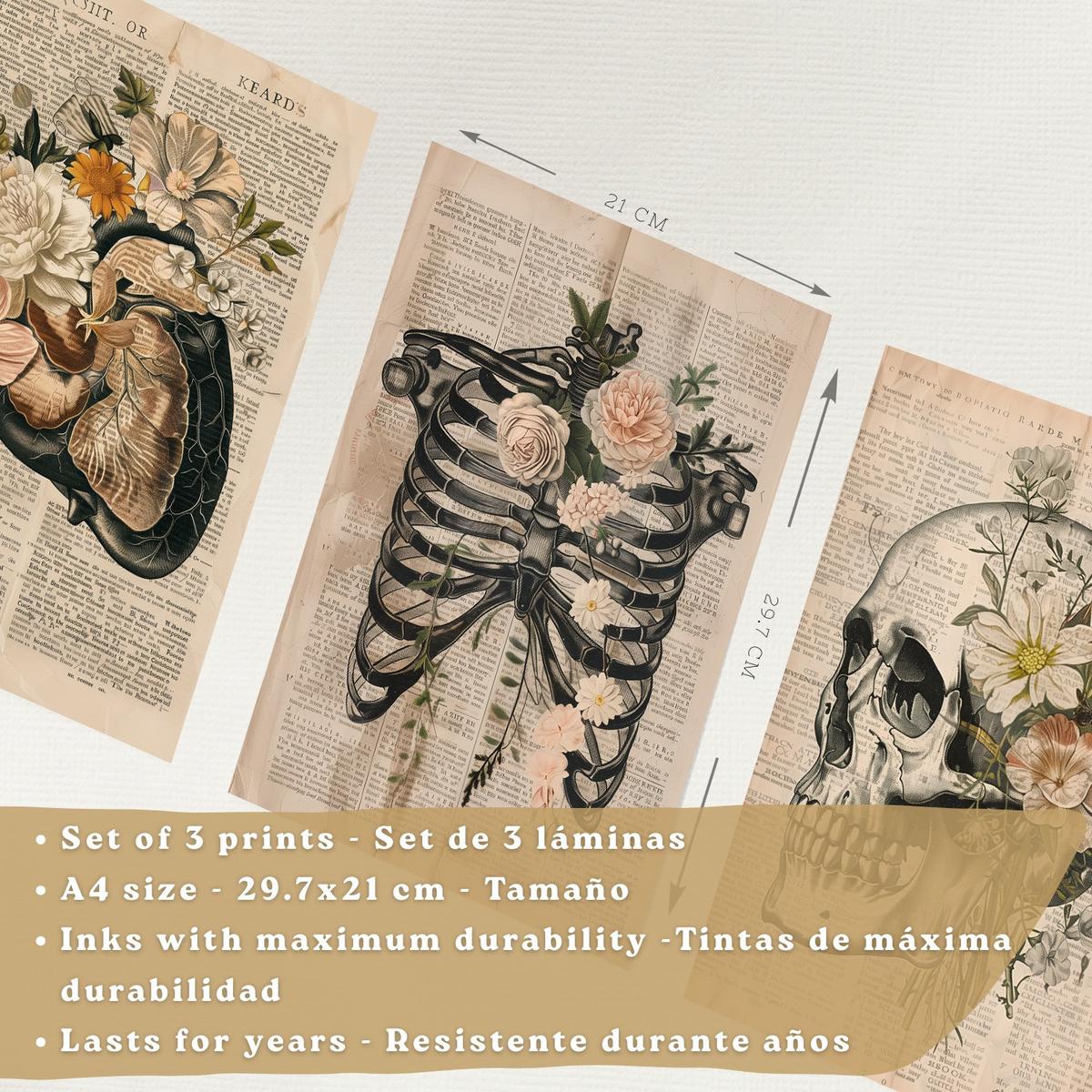 POSTER Set aus 3 Anatomie Mensch Drucke und Wandbilder mit Leber Rippen und Schädel Retro Floraler Stil Wanddekoration Größe Leichter Holzrahmen A4 - Beige, Papier (21/29.7/3cm) - Nacnic