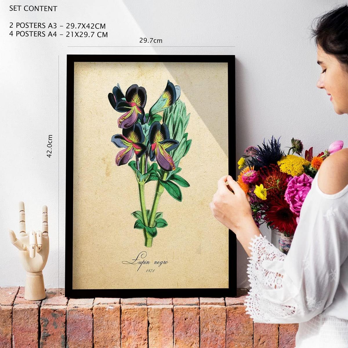 POSTER Set Mit 6 Vintage Blumen Sammlung Von Platten Mit Ästhetischer Collage Für Innendekoration A3 & A4 Rahmenlos - Klar, Papier (29/3cm) - Nacnic