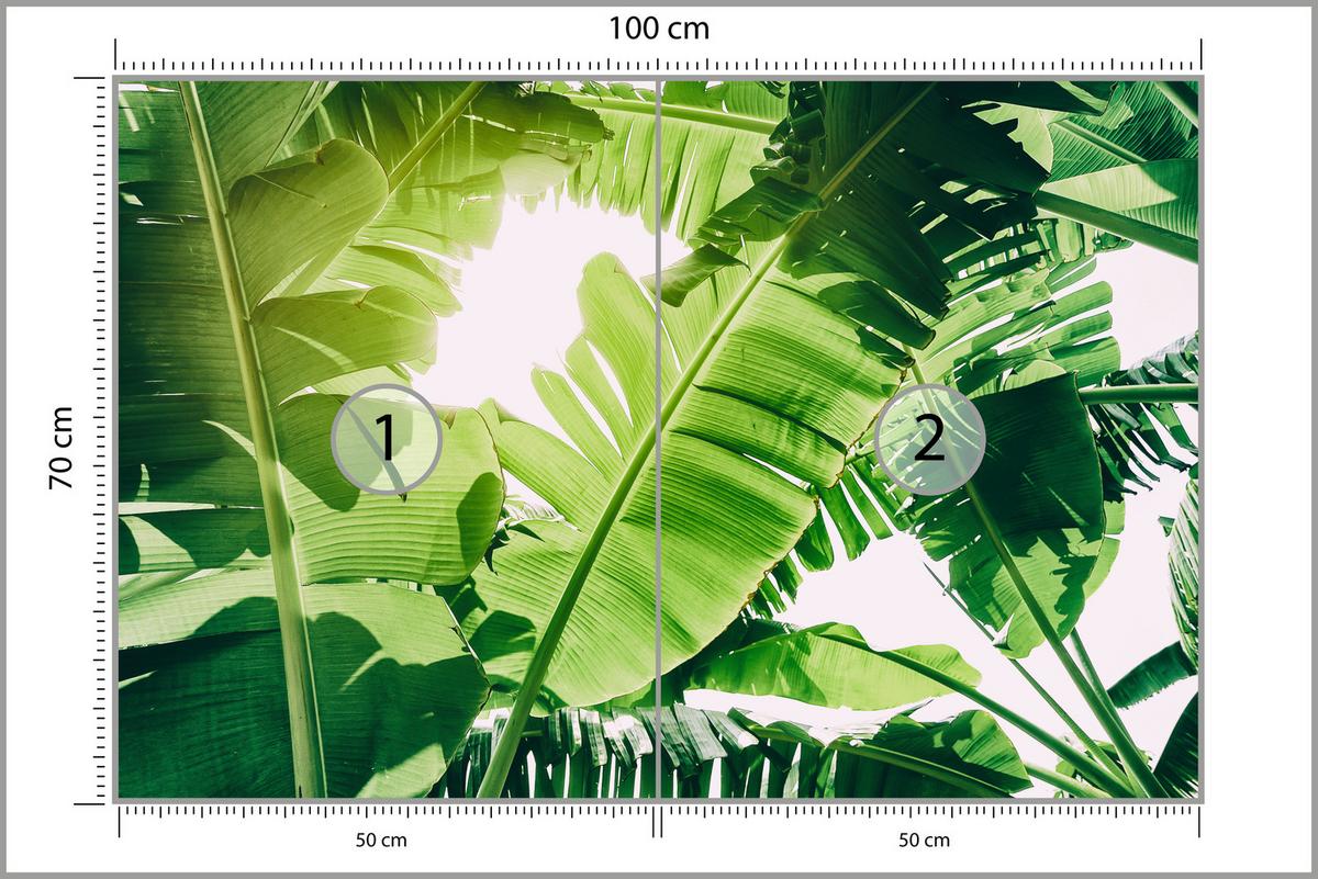 FOTOTAPETE für Wohnzimmer Bananenpflanze Grüne Blätter Tropisch 100x70 - Weiß/Grün, Papier (100/70cm) - Muralo