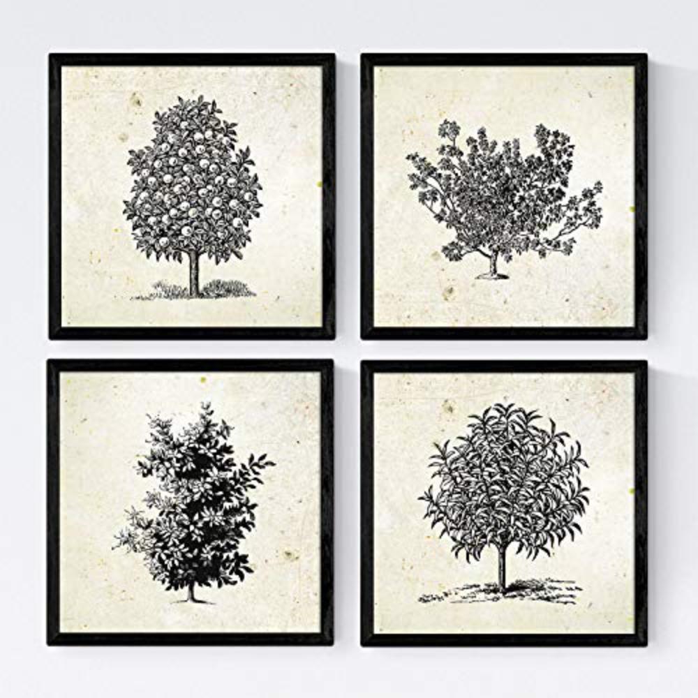 POSTER Set mit 4 Blättern der Bäume Obstbäume Jahrgang Hintergrund 30x30 cm Rahmenlos - Klar, Papier (30/3cm) - Nacnic