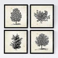 POSTER Set mit 4 Blättern der Bäume Obstbäume Jahrgang Hintergrund 30x30 cm Rahmenlos - Klar, Papier (30/3cm) - Nacnic