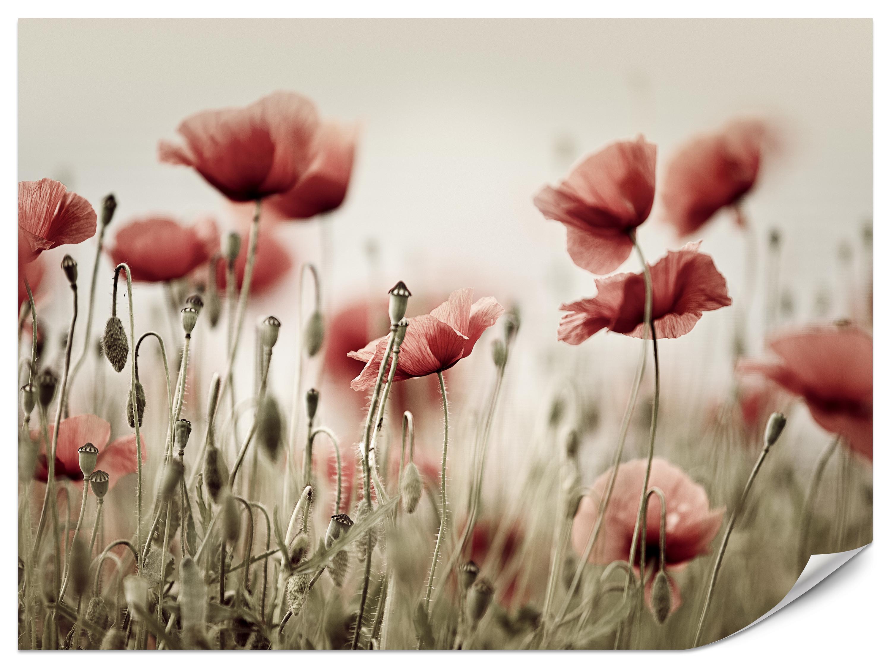 FOTOTAPETE für Wohnzimmer Zarte Mohn Blumen Wiese Rot 100x70 - Beige/Rot, Papier (100/70cm) - Muralo