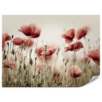 FOTOTAPETE für Wohnzimmer Zarte Mohn Blumen Wiese Rot 100x70 - Beige/Rot, Papier (100/70cm) - Muralo