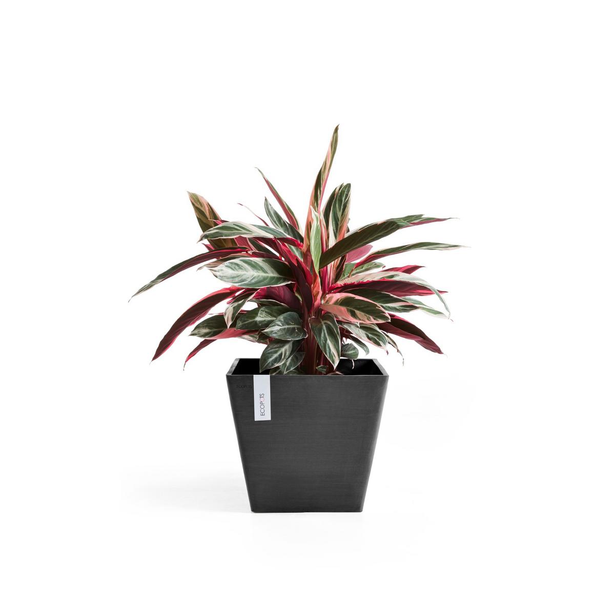 BLUMENTOPF Rotterdam 50/50/43,5 cm Dunkelgrau - Dunkelgrau, Kunststoff (50/43.5cm) - Ecopots
