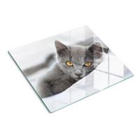GLASPLATTE 60x52 cm Graue Katze - Grau, Glas (60/52cm) - TULUP