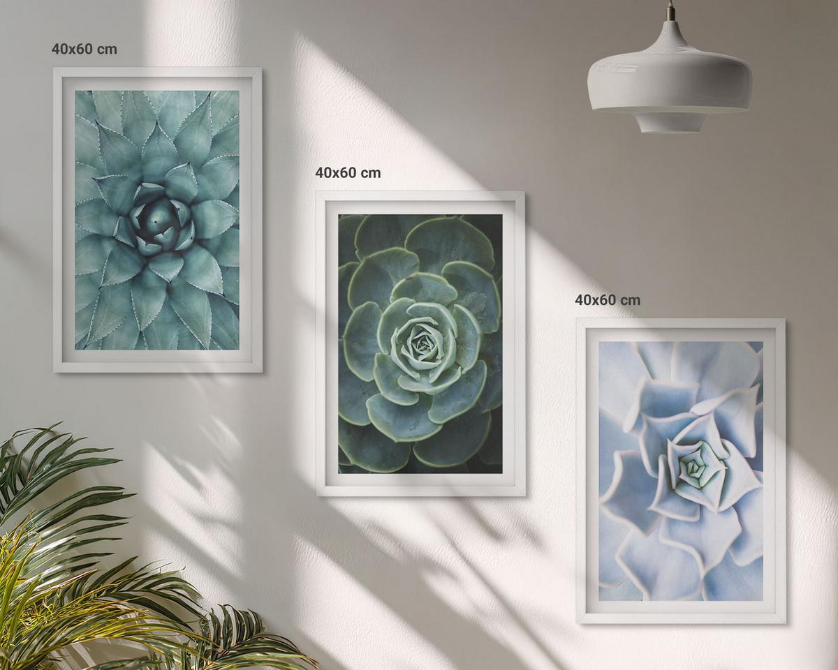 BILDER SET 3er Set - 40x60 cm Weißer Rahmen - Sukkulente Pflanzen grün türkis - Weiß, Kunststoff (40/60cm) - TULUP