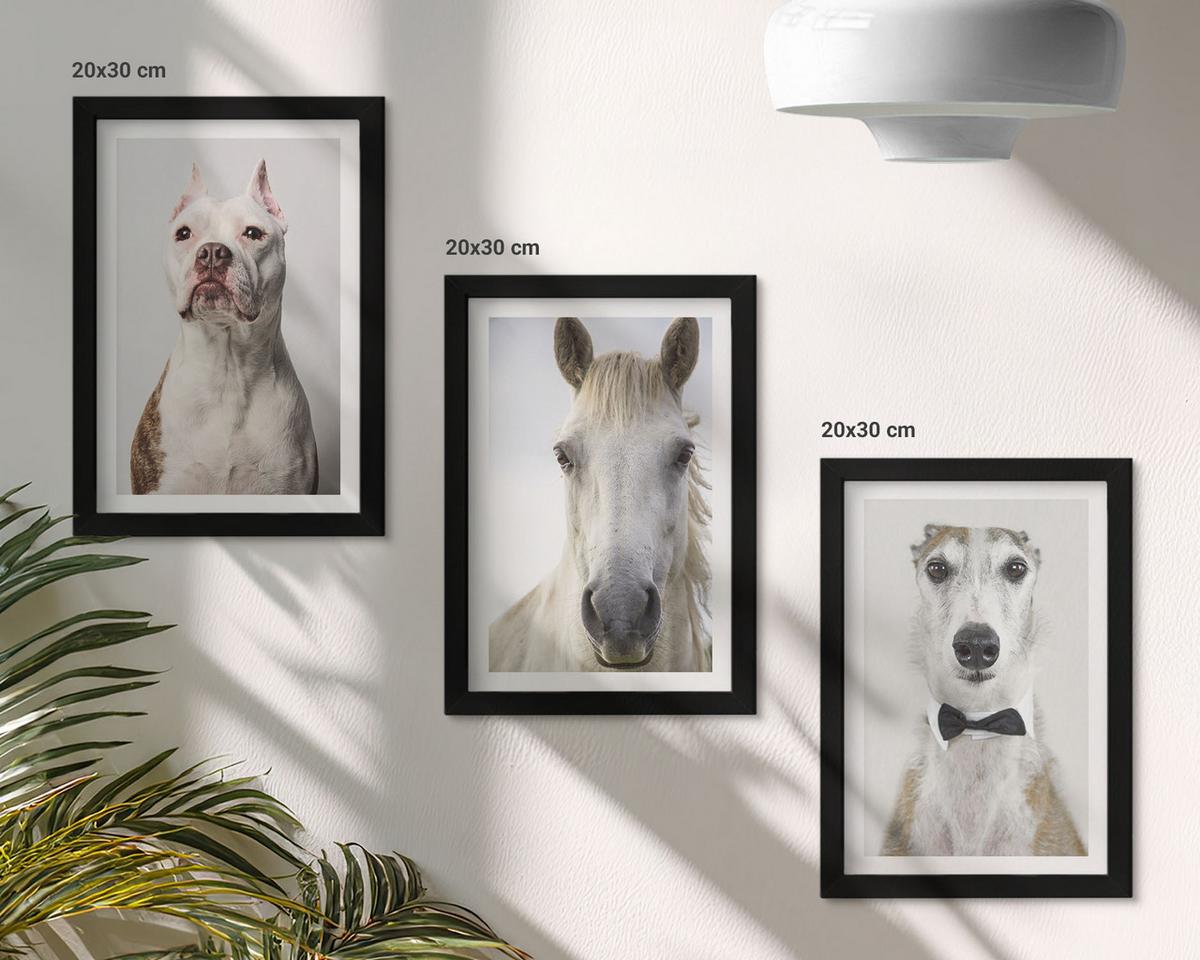 BILDER SET 3er Set - 20x30 cm Schwarzer Rahmen - Elegante Porträts von Hunden und Pferden - Schwarz, Kunststoff (20/30cm) - TULUP