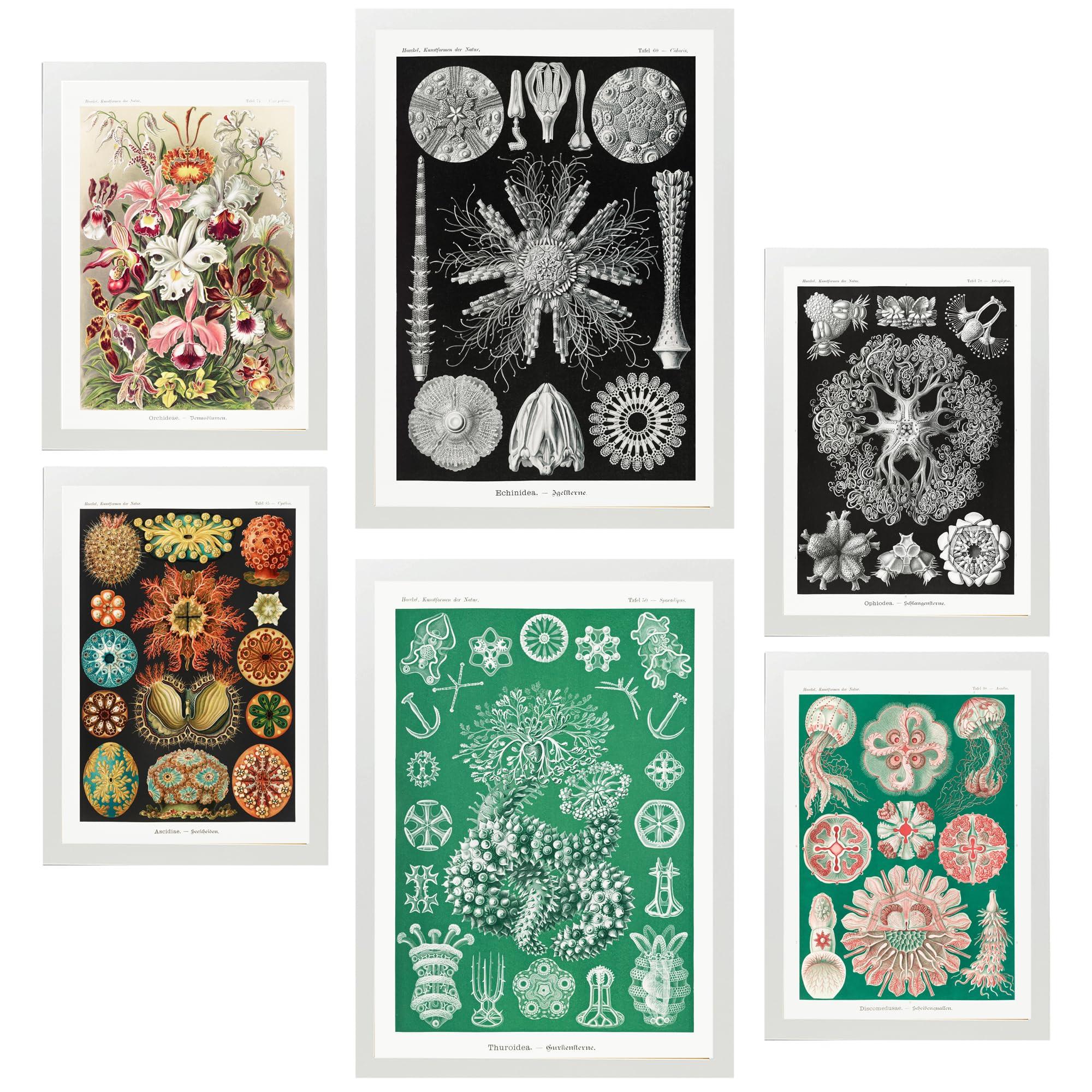 POSTER Set Mit 6 Botanisch Blumig A3 & A4 Weißer Rahmen - Weiß, Papier (29/3cm) - Nacnic