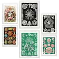 POSTER Set Mit 6 Botanisch Blumig A3 & A4 Weißer Rahmen - Weiß, Papier (29/3cm) - Nacnic