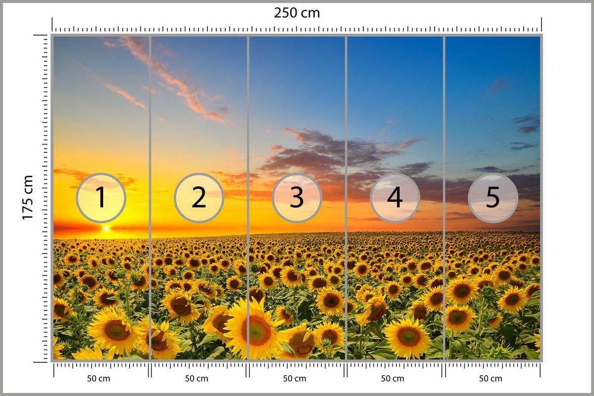 FOTOTAPETE für Küche Sonnenuntergang Sonnenblumenfeld Blumen 250x175 - Gelb/Orange, Papier (250/175cm) - Muralo