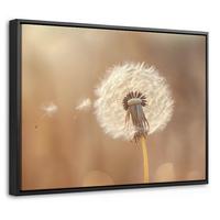 LEINWAND Bilder mit Rahmen - Löwenzahn - Beige - Natur - Blume - 40x30 - Hellbraun, Textil (40/30cm) - MuchoWow