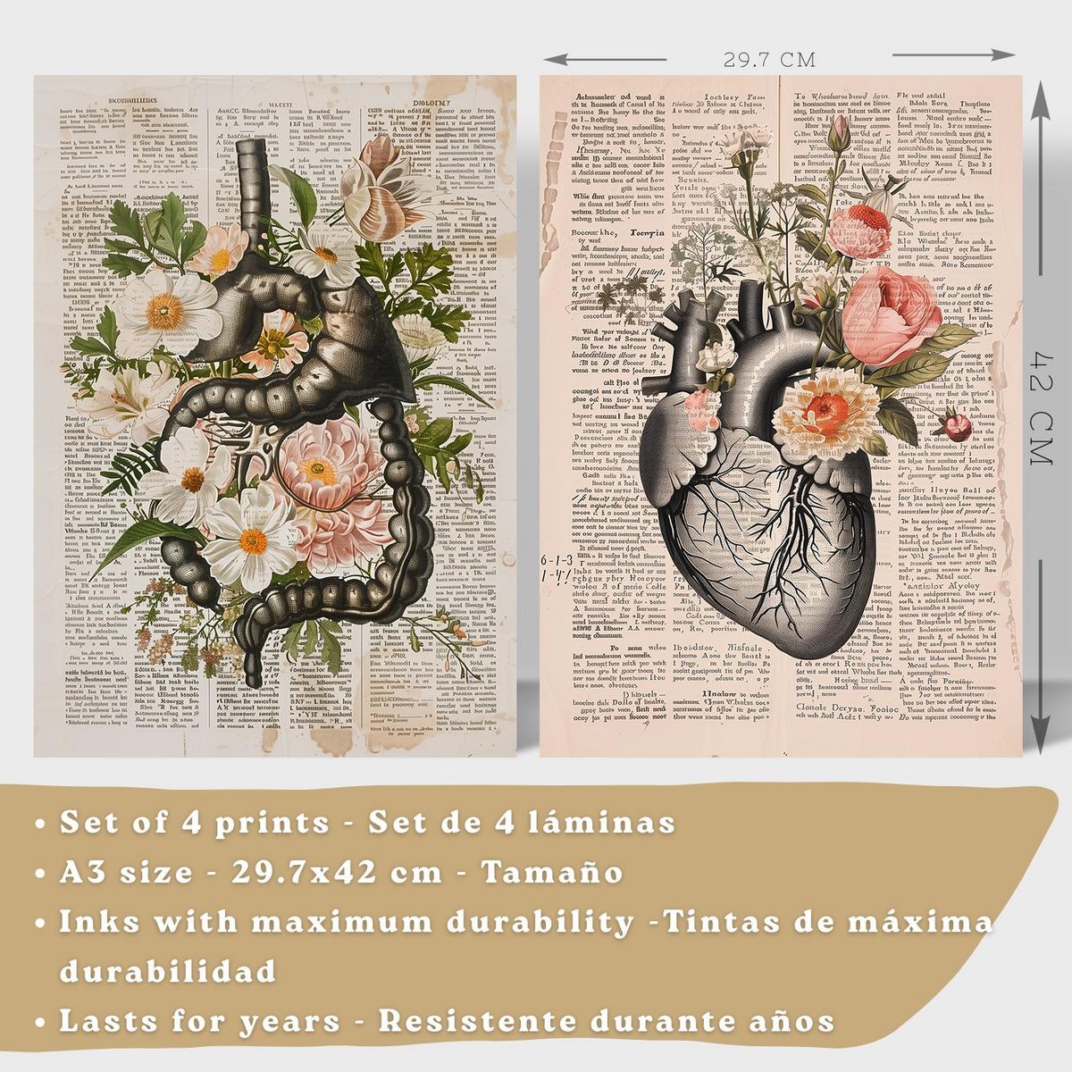 POSTER Set aus 4 Anatomie Mensch Botanische Drucke und mit Organen Herz Verdauungssystem Schädel und Becken Heimdekoration Leichter Holzrahmen A3 - Beige, Papier (29.7/42/3cm) - Nacnic