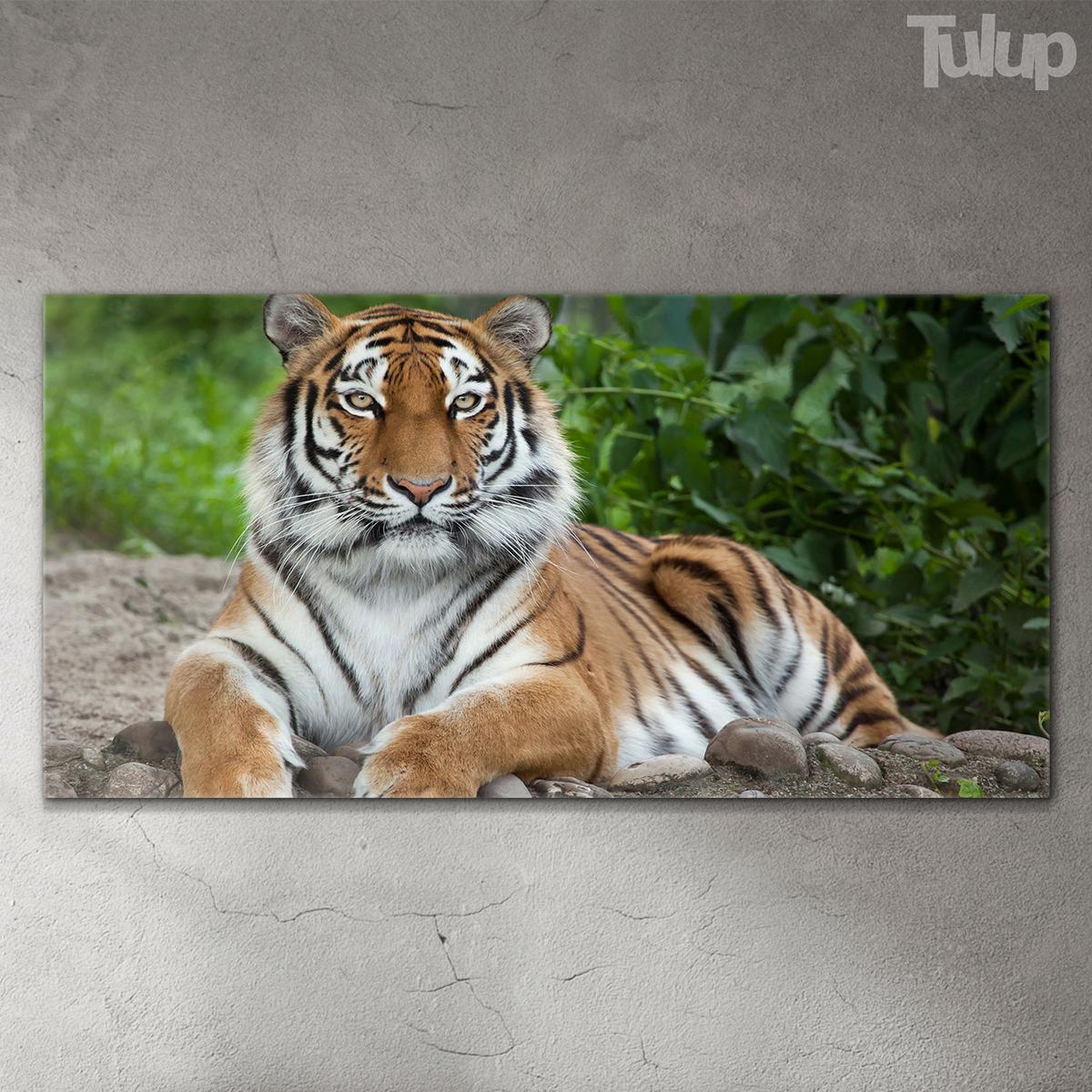 GLASBILD 120x60 cm Sibirisches Tier - Rotbraun, Glas (120/60cm) - TULUP