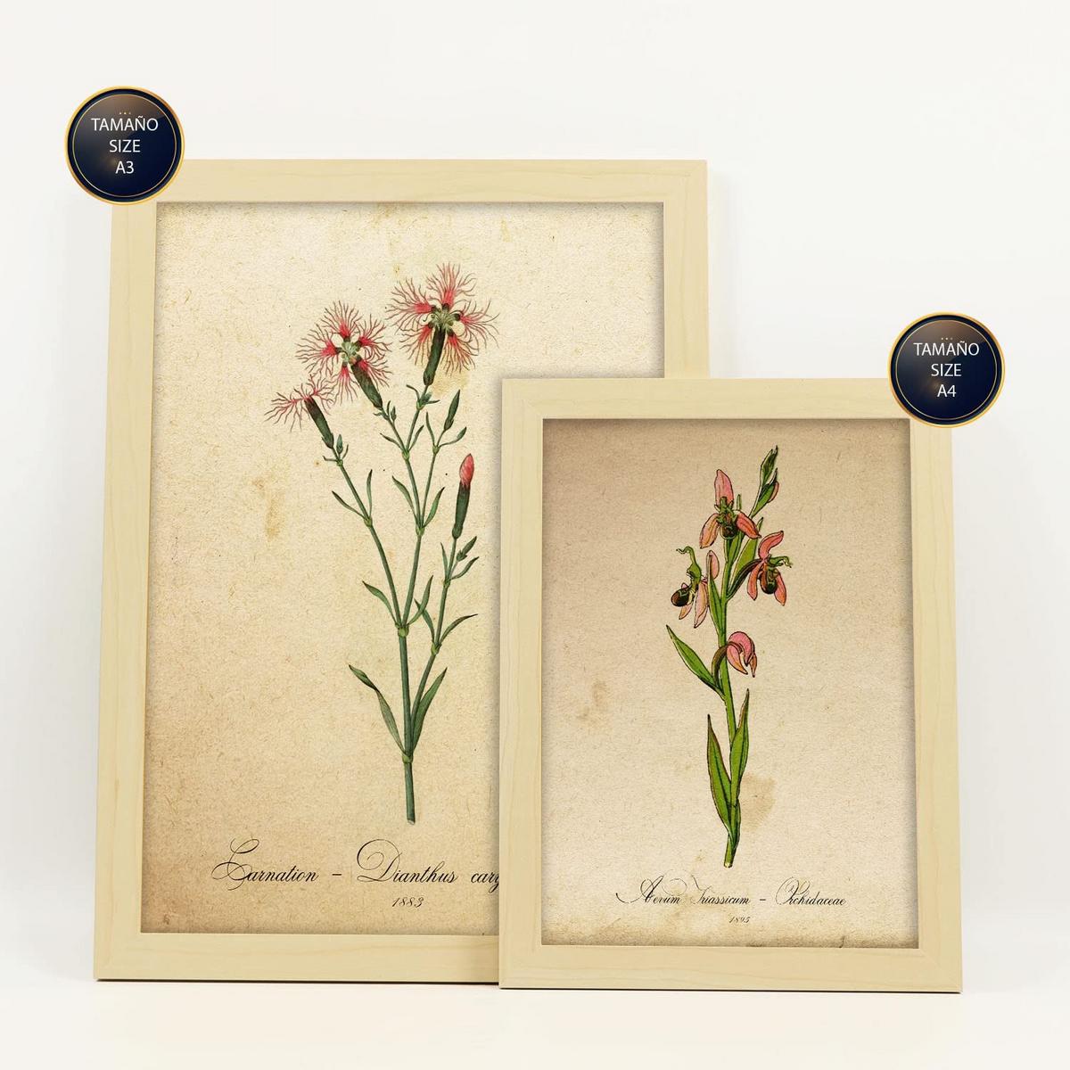 POSTER Set Mit 6 Rote Blumen Vollfarbige Natur Und Botanikdrucke Mit Blumenmotiven Im Vintage Papier Stil A3 & A4 Rahmen Aus Hellem Holz - Beige, Papier (29/3cm) - Nacnic