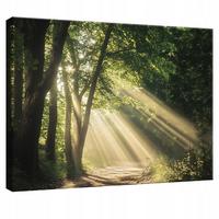LEINWANDBILD Wald Natur Modern Wohnzimmer 60x40 - Multicolor, Holzwerkstoff (60/40cm) - Wallarena