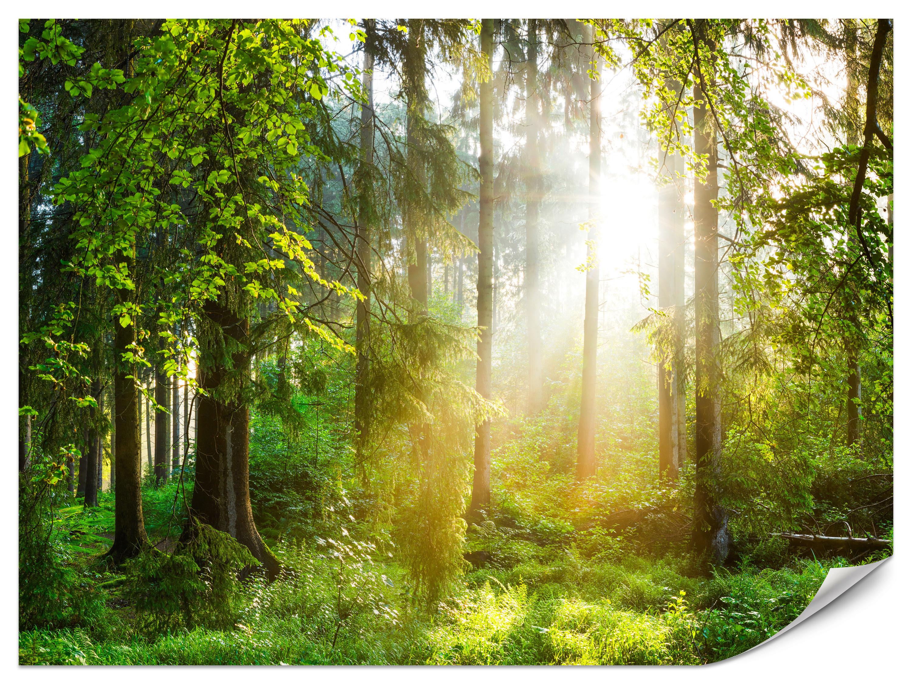 FOTOTAPETE für Wohnzimmer Sonniger Wald Bäume Pflanzen Natur Gras 400x280 - Multicolor, Papier (400/280cm) - Muralo