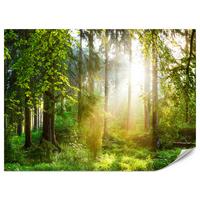 FOTOTAPETE für Wohnzimmer Sonniger Wald Bäume Pflanzen Natur Gras 400x280 - Multicolor, Papier (400/280cm) - Muralo