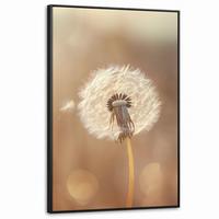 LEINWAND Bilder mit Rahmen - Löwenzahn - Beige - Natur - Blume - 80x120 - Hellbraun, Textil (80/120cm) - MuchoWow