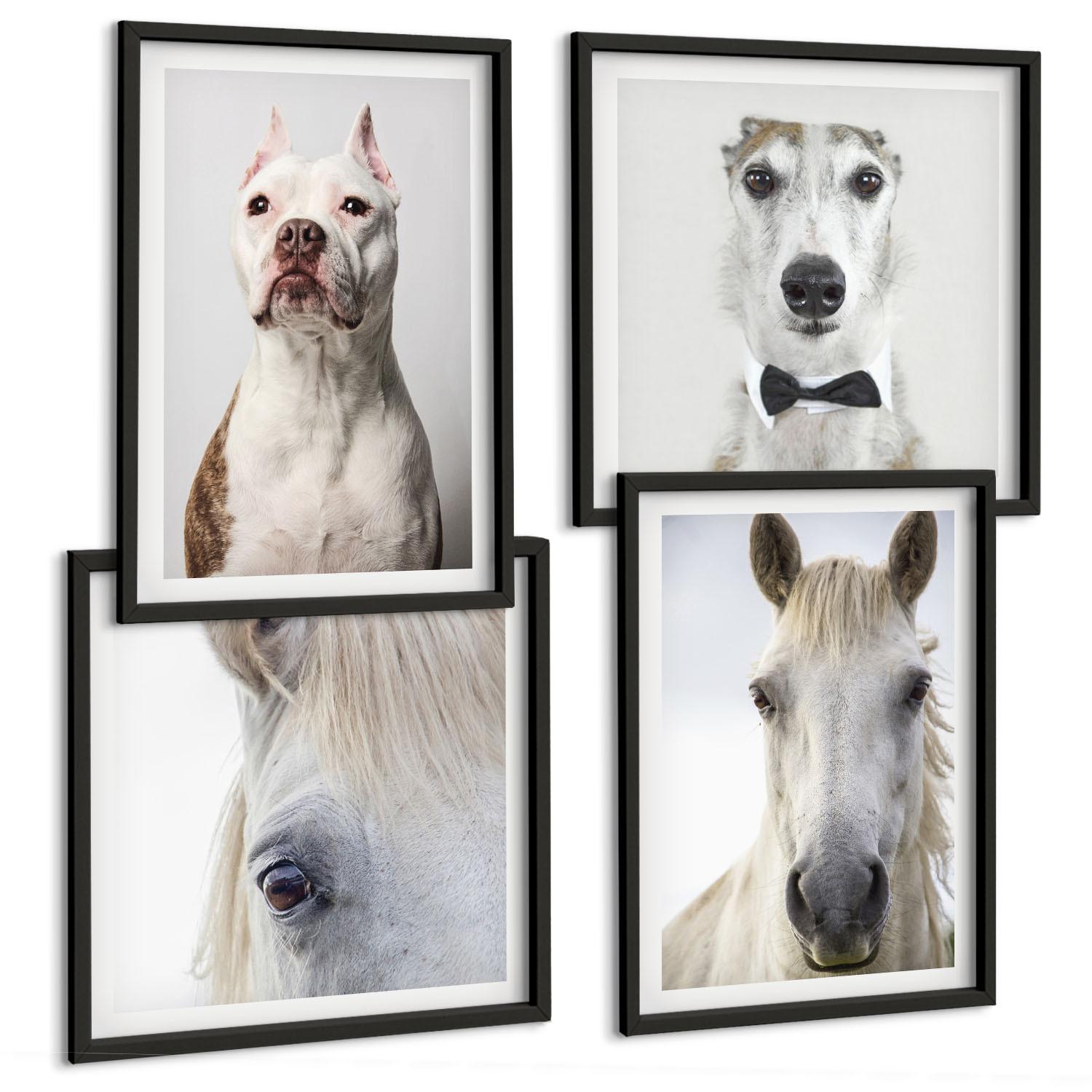 BILDER SET 4er Set - 50x50 cm & 40x60 cm Schwarzer Rahmen - Elegante Porträts von Hunden und Pferden - Schwarz, Kunststoff (50/50cm) - TULUP