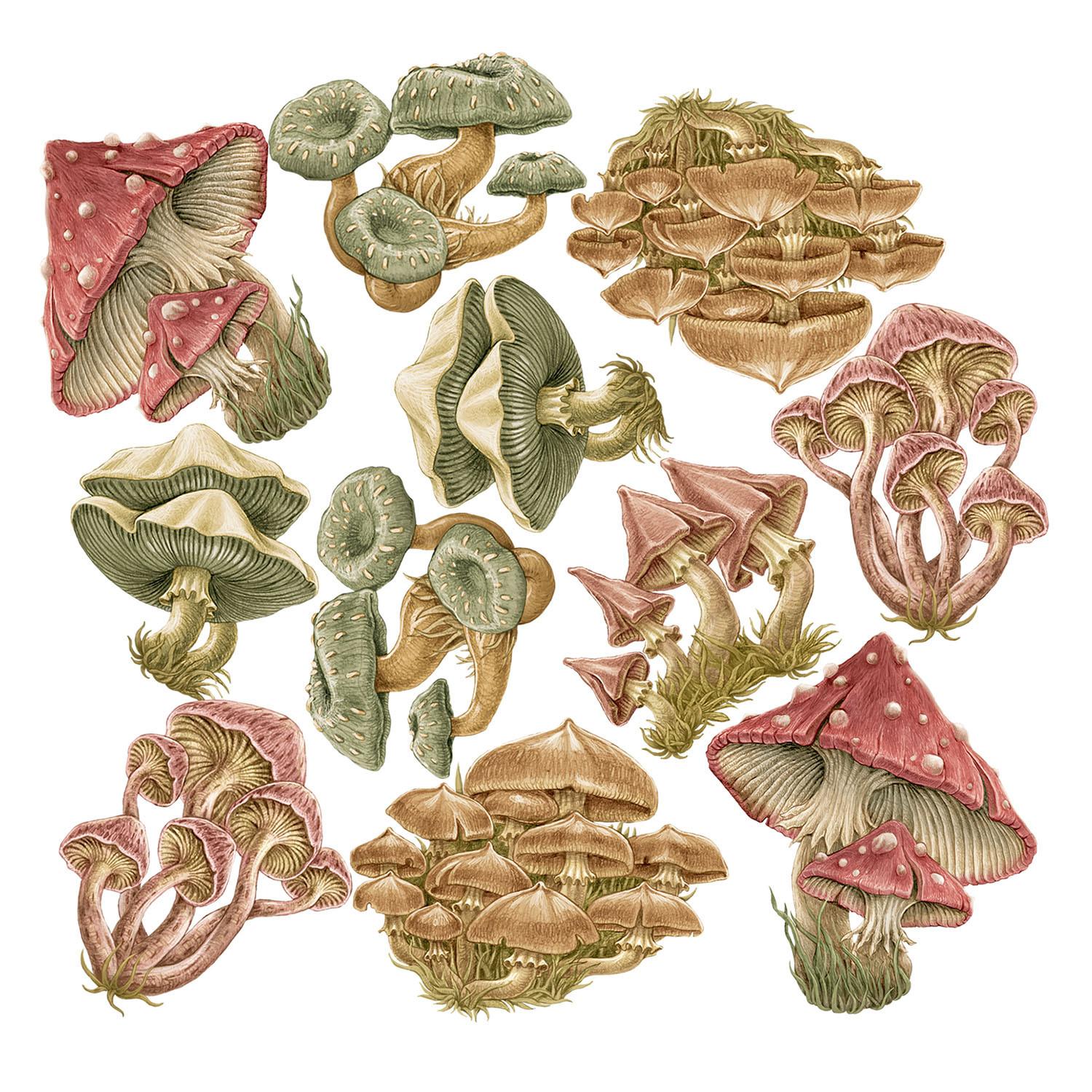 WANDAUFKLEBER 60x24cm - Pilzwiese - Multicolor, Kunststoff (60/24/0.1cm) - Wallfluent