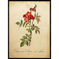 POSTER Hibiskus. A4 Schwarzer Rahmen - Schwarz, Papier (29.7/5/21cm) - Nacnic