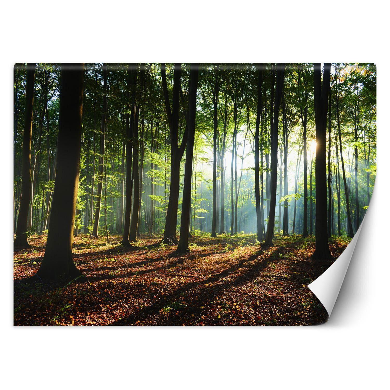 VLIESTAPETE Braun 150/105 cm - Braun, Papier (150/105cm) - KUNSTLOFT