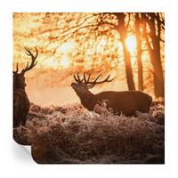 FOTOTAPETE 250x250 cm - Rehe am Morgen - Schwarz, Textil (250/250cm) - Wallfluent