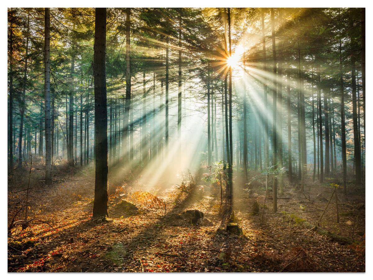 FOTOTAPETE für Wohnzimmer Herbstwald Sonnenuntergang Bäume Natur 300x210 - Beige/Gelb, Papier (300/210cm) - Muralo