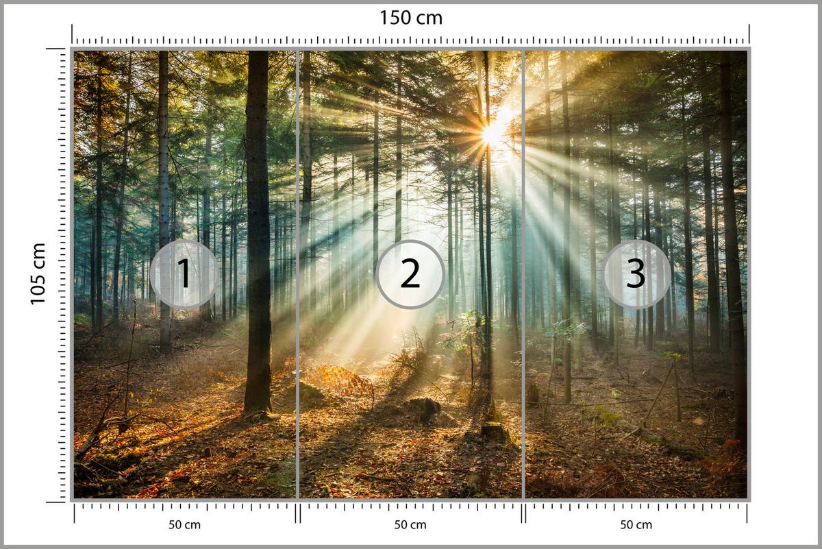 FOTOTAPETE für Wohnzimmer Herbstwald Sonnenuntergang Bäume Natur 150x105 - Beige/Gelb, Papier (150/105cm) - Muralo
