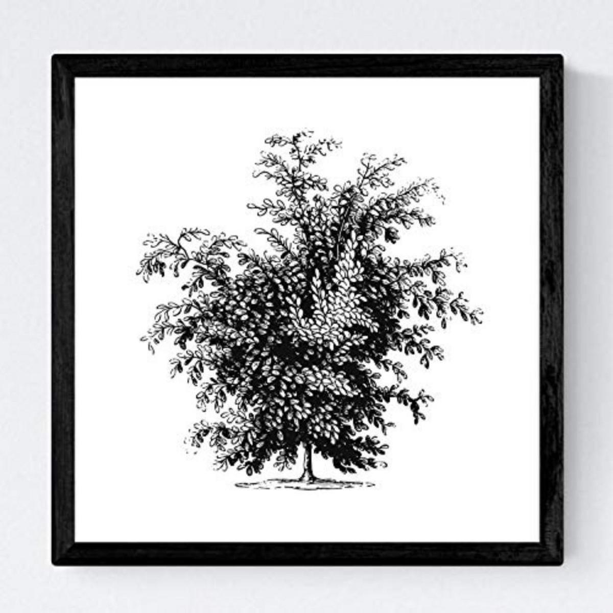 POSTER Set mit 4 Bädern Bäume und Sträucher weißer Hintergrund 20x20cm Schwarzer Rahmen - Schwarz, Papier (20/3cm) - Nacnic