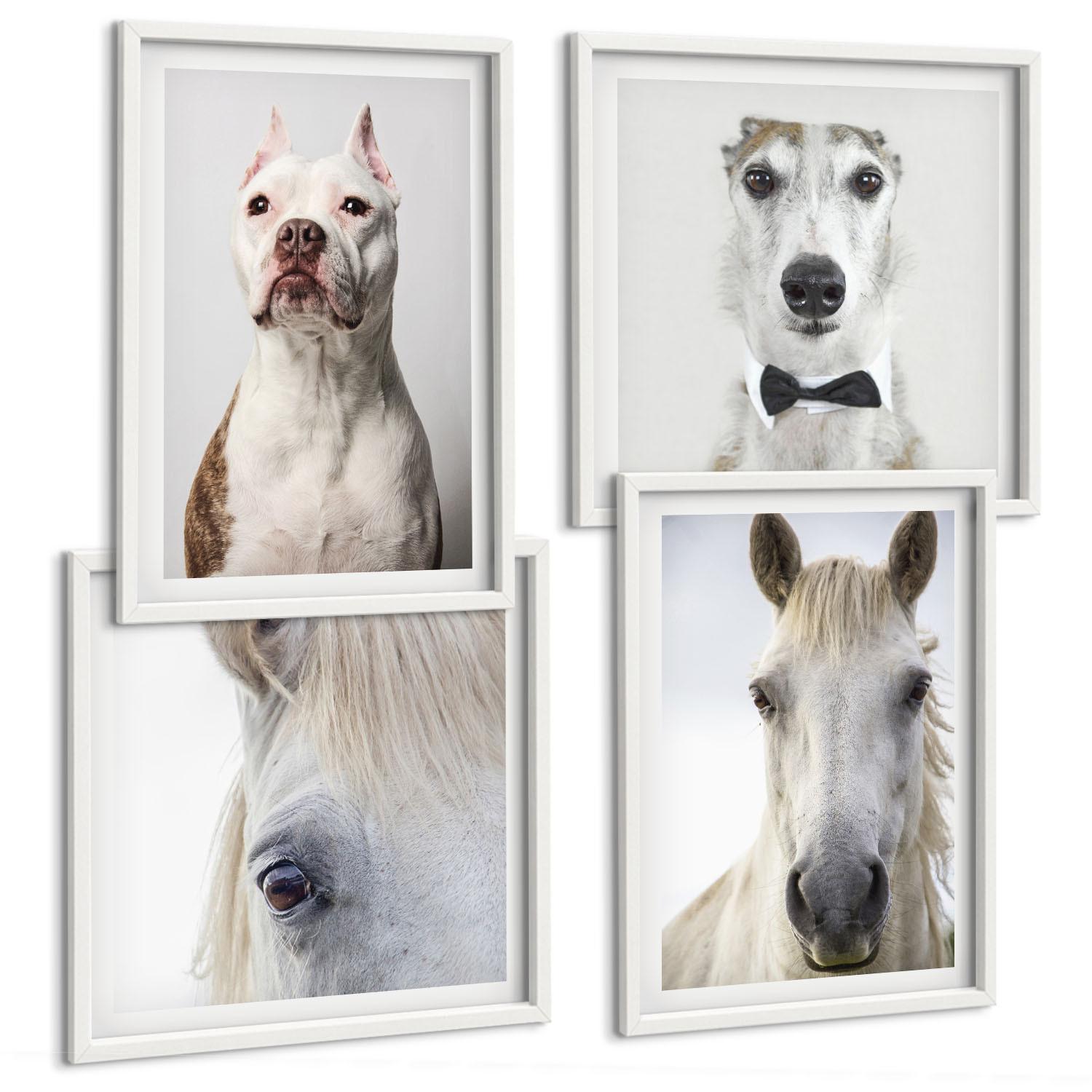 BILDER SET 4er Set - 50x50 cm & 40x60 cm Weißer Rahmen - Elegante Porträts von Hunden und Pferden - Weiß, Kunststoff (50/50cm) - TULUP