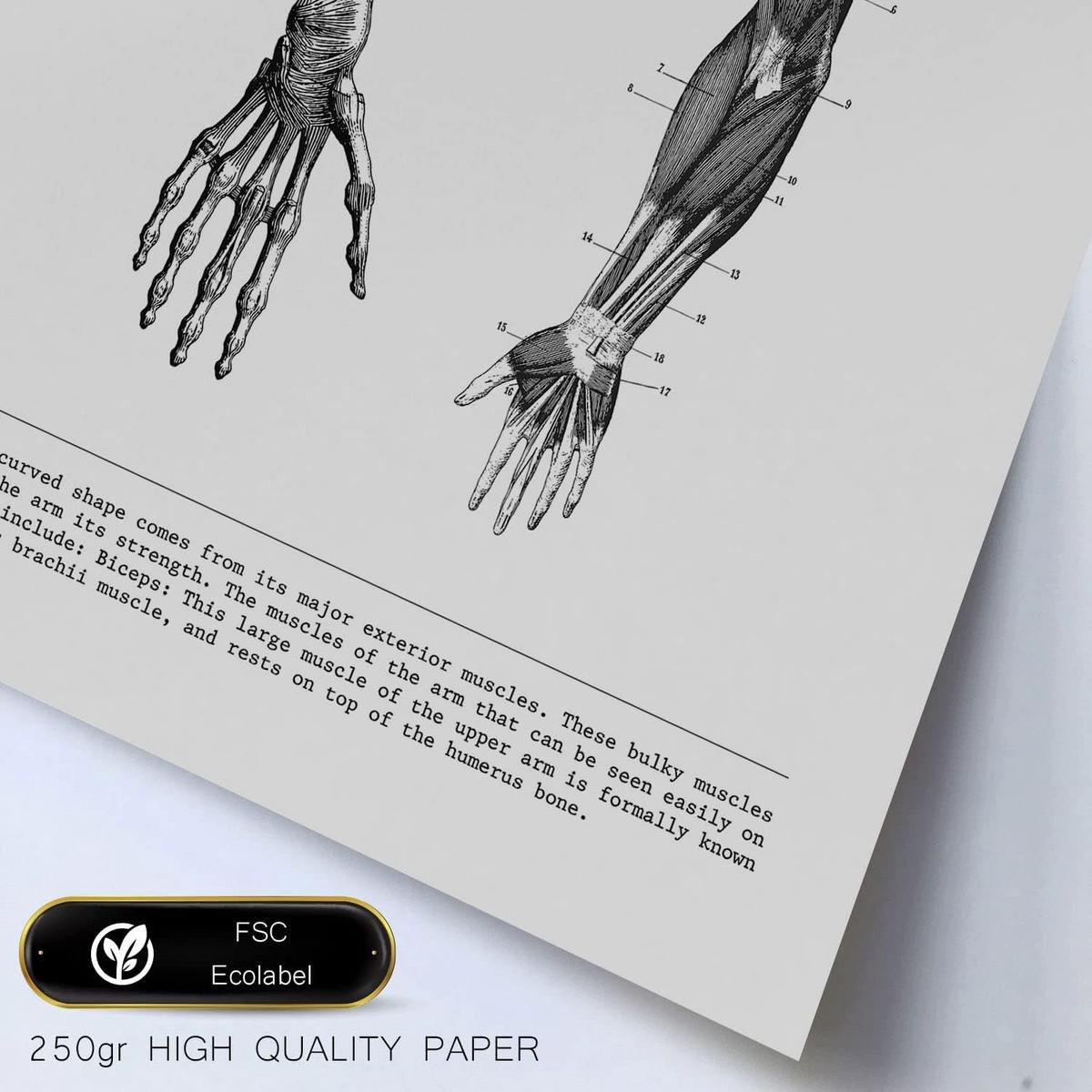 POSTER Set Mit 6 Anatomie Bildern Muskeln Und Knochen Rücken, Bein, Arm, Wirbelsäule, Becken, Rippen Ideal Für Kliniken A3 & A4 Schwarzer Rahmen - Schwarz, Papier (29/3cm) - Nacnic