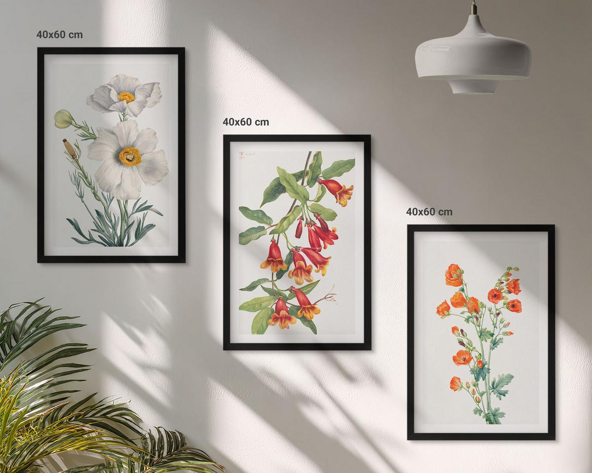 BILDER SET 3er Set - 40x60 cm Schwarzer Rahmen - Retro-Blumenarrangements - Schwarz, Kunststoff (40/60cm) - TULUP