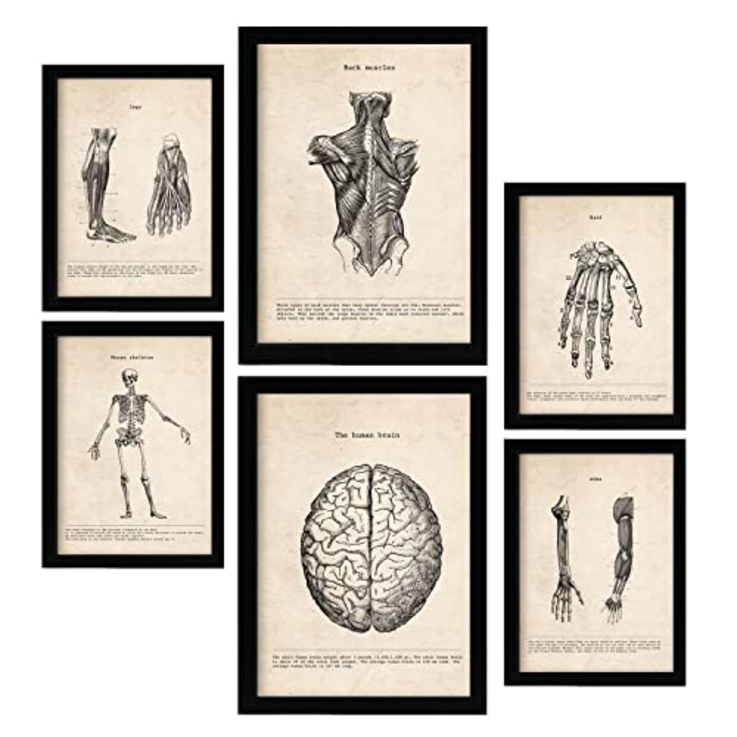 POSTER Set Mit 6 Gliedmaßen Und Gehirn Medizinische Illustrationen Im Vintage Stil Von Anatomie, Körperteilen, Knochen Und Muskeln A3 & A4 Rahmenlos - Klar, Papier (29/3cm) - Nacnic