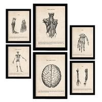 POSTER Set Mit 6 Gliedmaßen Und Gehirn Medizinische Illustrationen Im Vintage Stil Von Anatomie, Körperteilen, Knochen Und Muskeln A3 & A4 Rahmenlos - Klar, Papier (29/3cm) - Nacnic