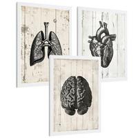 POSTER Set aus 3 Anatomie Mensch Drucke und mit Gehirn Herz Lungen Luftröhre Bronchien Industrielles Schwarz Weiß Design Größe Weißer Rahmen A3 - Weiß, Papier (29.7/42/3cm) - Nacnic