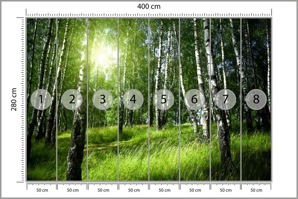 FOTOTAPETE für Wohnzimmer Grüner Birkenwald Gras Sonne Natur 400x280 - Schwarz/Weiß, Papier (400/280cm) - Muralo