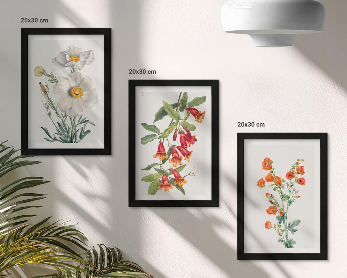 BILDER SET 3er Set - 20x30 cm Schwarzer Rahmen - Retro-Blumenarrangements - Schwarz, Kunststoff (20/30cm) - TULUP