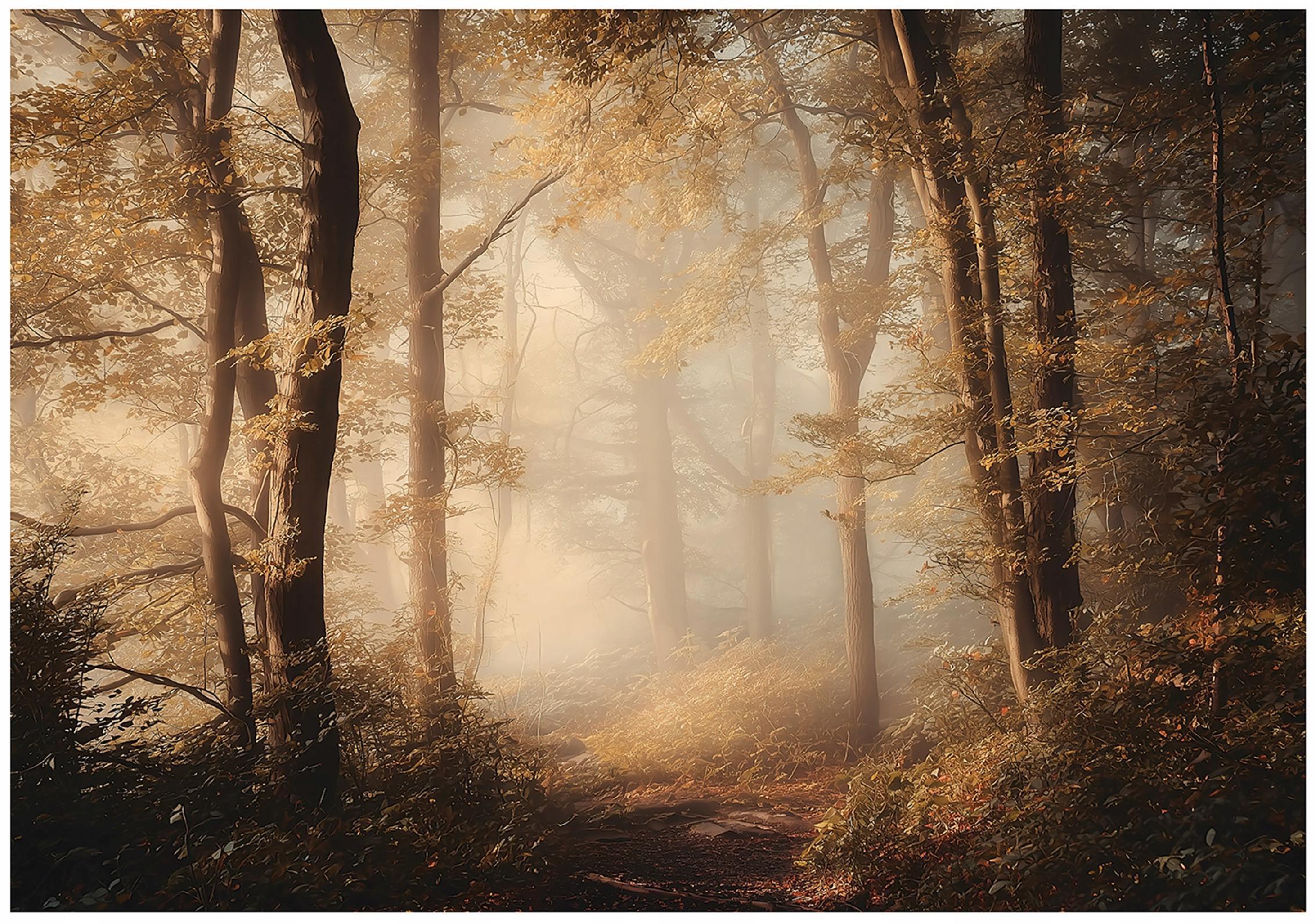 FOTOTAPETE Wald Bäume Braun 200x140 cm - Multicolor, Papier (200/140cm) - Wallarena