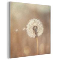 AKUSTIKBILD Löwenzahn - Beige - Natur - Blume Akustikpaneele 80x80 cm - Hellbraun, Kunststoff (80/80/0.9cm) - MuchoWow