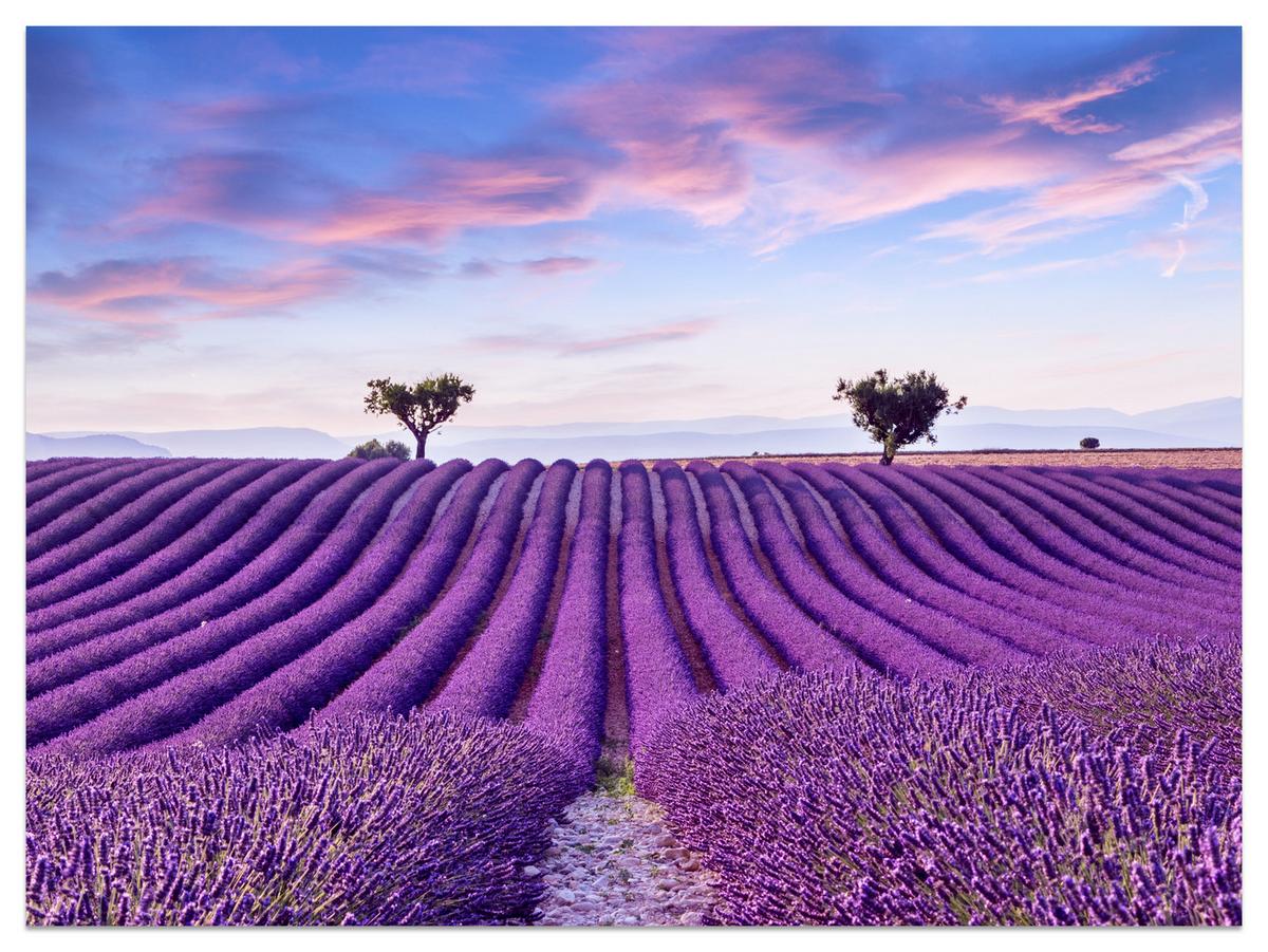 FOTOTAPETE für Küche Lavendelfeld Lila Natur Sträucher 400x280 - Blau/Violett, Papier (400/280cm) - Muralo