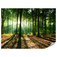 FOTOTAPETE für Wohnzimmer Sonnenstrahlen Wald Bäume Blätter 500x350 - Beige/Braun, Papier (500/350cm) - Muralo