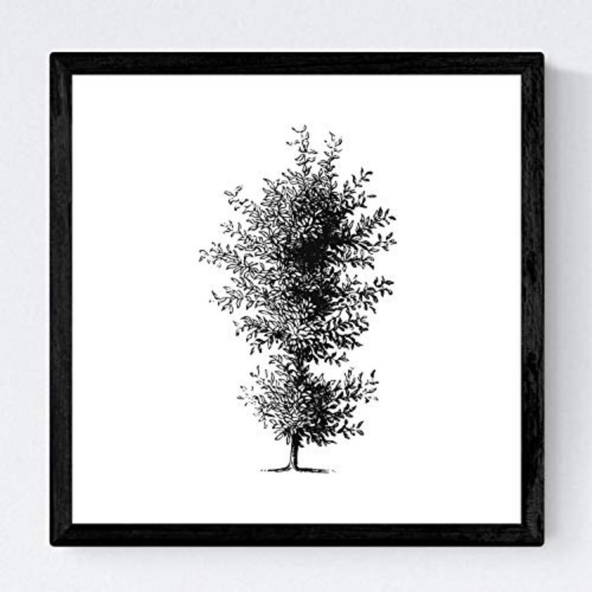 POSTER Set mit 4 Bädern Zierbäume weißer Hintergrund 20x20cm Schwarzer Rahmen - Schwarz, Papier (20/3cm) - Nacnic