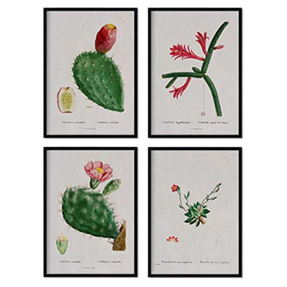 POSTER Set mit 4 mit roten Kaktusblättern aus dem Künstler PierreJoseph Redouté A4 Rahmenlos - Klar, Papier (29.7/3cm) - Nacnic