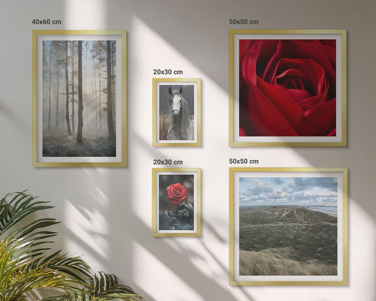 BILDER SET 5er Set - 50x50 cm & 20x30 cm & 40x60 cm Goldrahmen - Rote Rosen auf pferdegrauem Hintergrund - Goldfarben, Kunststoff (40/60cm) - TULUP